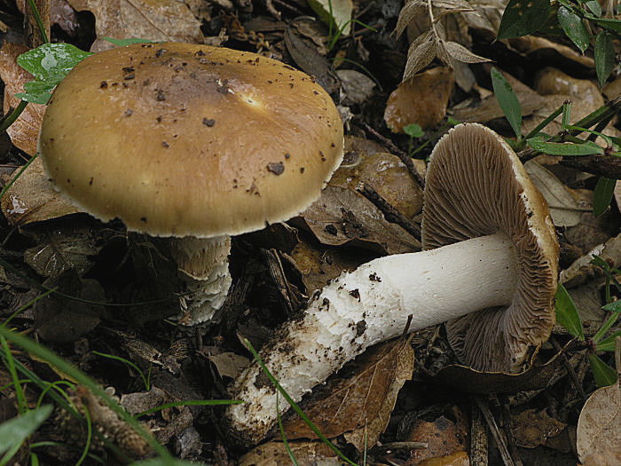Sicilia Autunno-Inverno